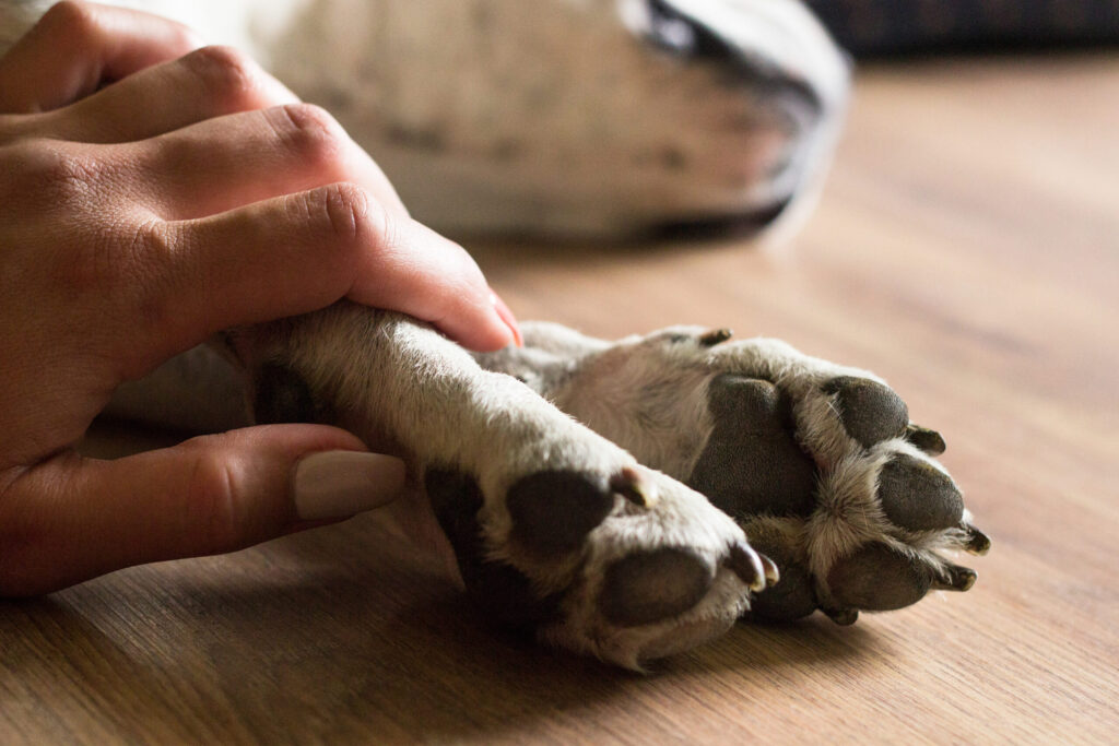 How to Become a Certified Pet Loss Grief Coach and Support Families Through Healing