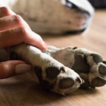 How to Become a Certified Pet Loss Grief Coach and Support Families Through Healing
