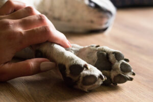 How to Become a Certified Pet Loss Grief Coach and Support Families Through Healing